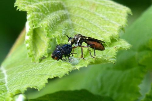 Dioctria rufipes