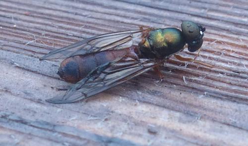 Sargus bipunctatus