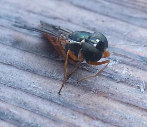 Sargus bipunctatus