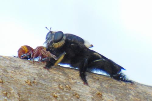 Hyperechia sp.