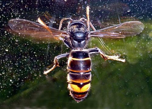 Vespa velutina