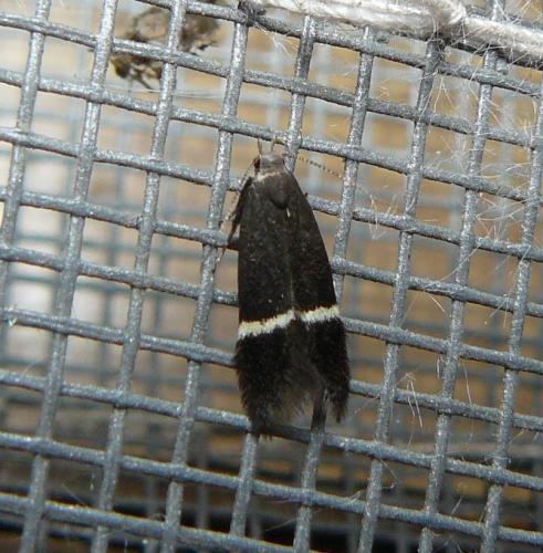 Syncopacma cinctella