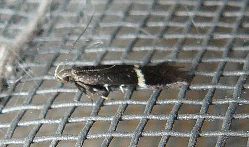 Syncopacma cinctella