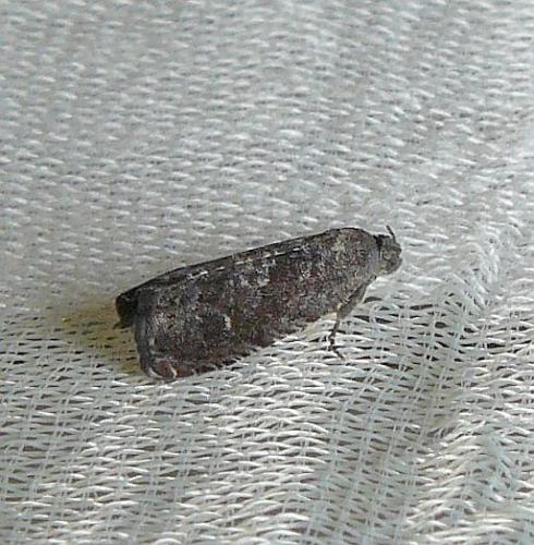 Grapholita molesta