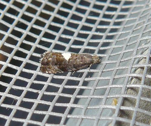 Réf. 217 156 : Pammene spiniana