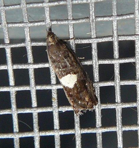 Réf. 217 157 : Pammene spiniana