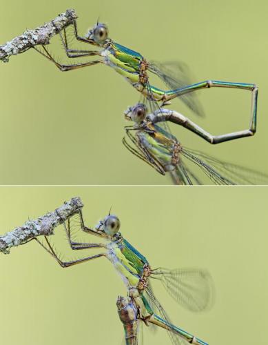 Chalcolestes viridis