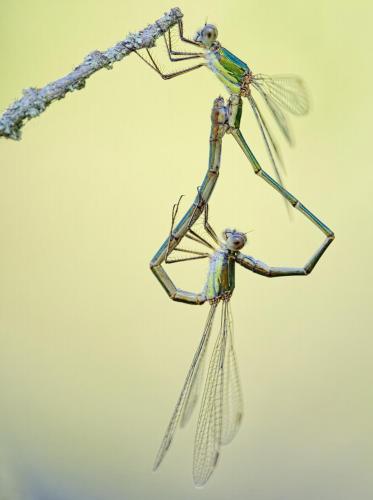 Chalcolestes viridis