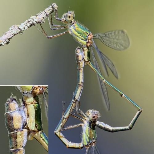 Réf. 217 658 : Chalcolestes viridis