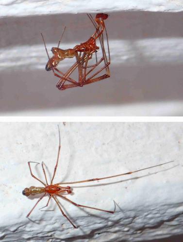 Argyrodes sp.
