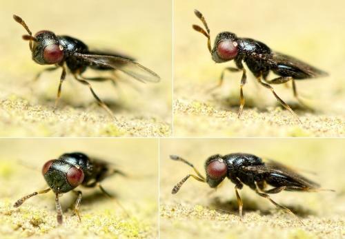 Eunotus acutus