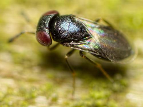 Eunotus acutus
