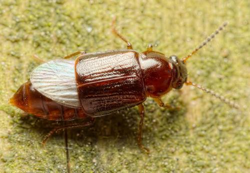 Réf. 217 182 : Phyllodrepoidea crenata