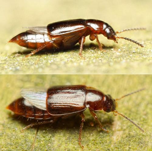 Réf. 217 181 : Phyllodrepoidea crenata