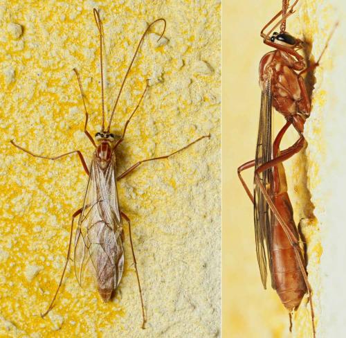 Réf. 217 236 : Ophion obscuratus