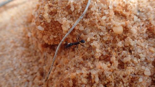 Réf. 217 943 : Aphaenogaster senilis