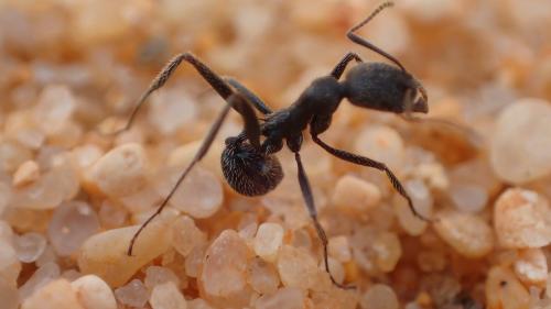 Réf. 217 796 : Aphaenogaster senilis