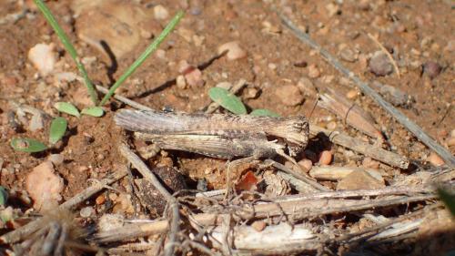 Morphacris fasciata