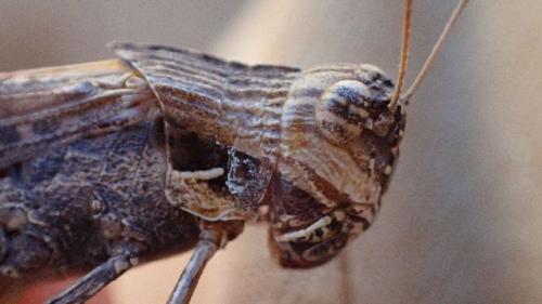 Morphacris fasciata