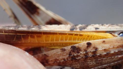 Morphacris fasciata