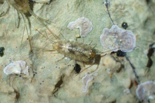 Ligia italica