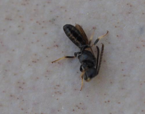 Lasioglossum sp.
