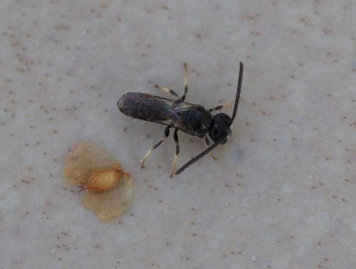 Réf. 217 731 : Lasioglossum sp.