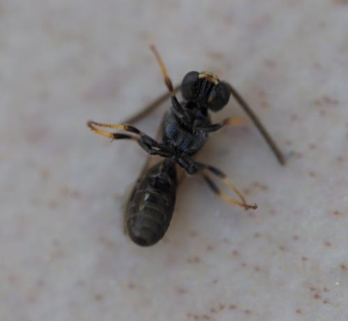 Lasioglossum sp.