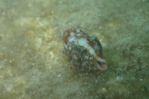 Pagurus anachoretus