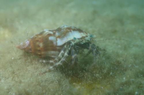 Pagurus anachoretus
