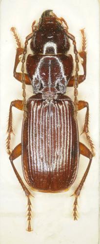 Pterostichus nadari mascarauxi