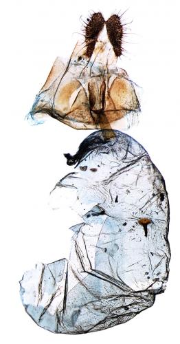 Pammene spiniana