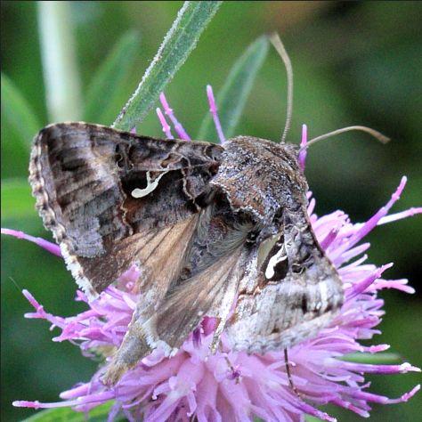 Réf. 217 249 : Autographa gamma