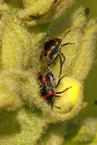 Réf. 217 529 : Cosmopepla lintneriana