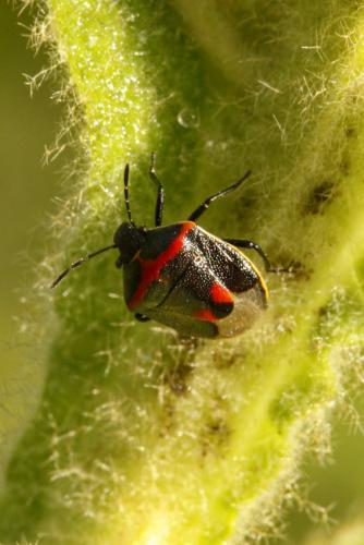Réf. 217 530 : Cosmopepla lintneriana