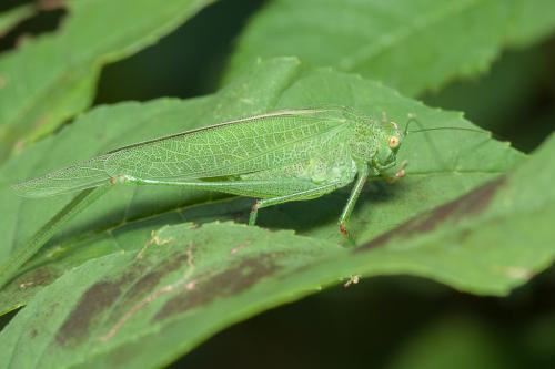 Phaneroptera nana
