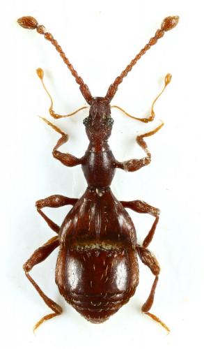 Réf. 217 032 : Pselaphostomus diecki