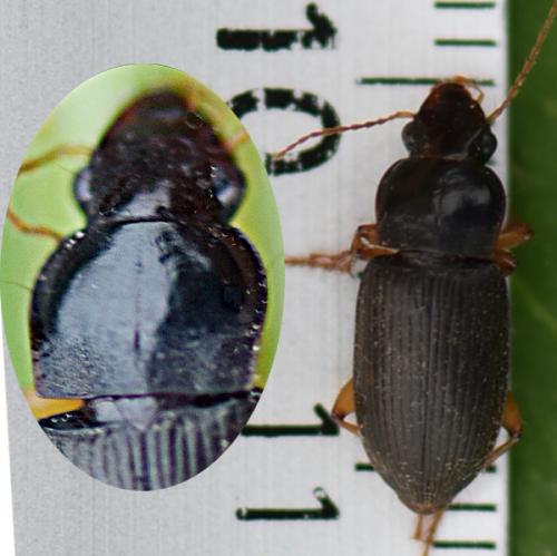 Réf. 217 981 : Pseudoophonus griseus