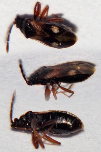 Réf. 217 408 : Tempyra biguttula