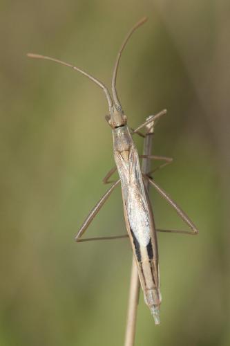 Chorosoma schillingii