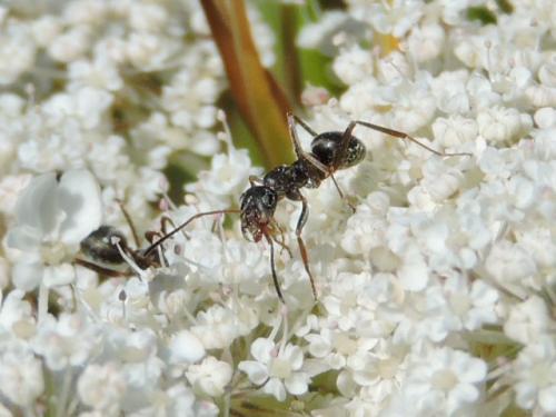 Réf. 217 002 : Formica sp.