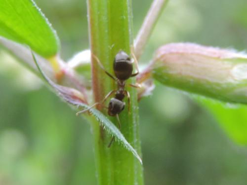 Lasius sp.