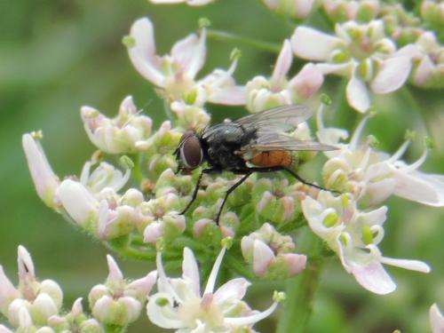 Musca autumnalis