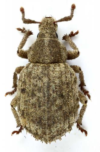 Romualdius scaber