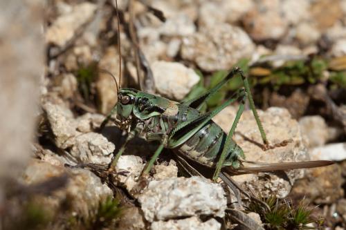 Antaxius hispanicus
