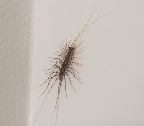 Réf. 217 633 : Scutigera coleoptrata