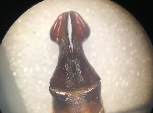 Cheirotonus battareli
