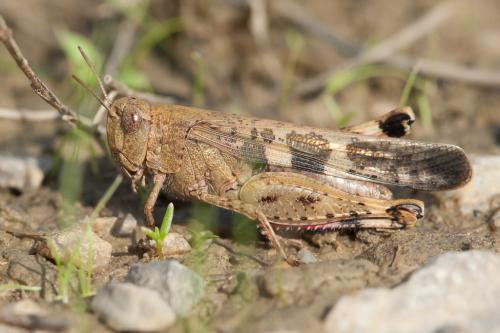 Réf. 217 245 : Aiolopus strepens