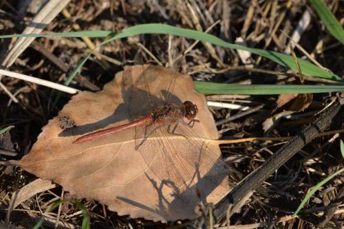 Réf. 217 081 : Sympetrum meridionale