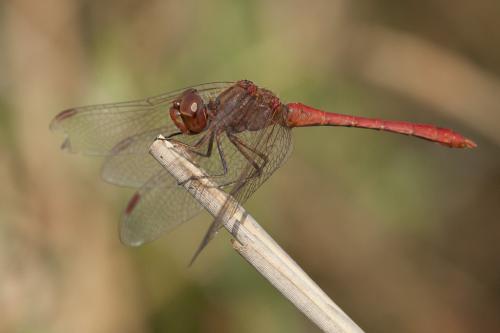 Réf. 217 226 : Sympetrum meridionale
